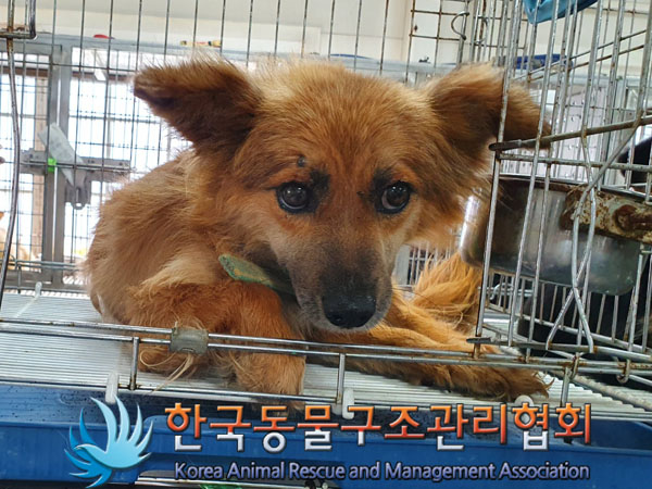 한국동물구조관리협회_441560202300721